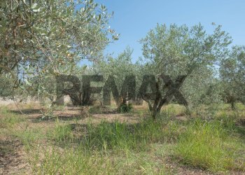 Giardino - Terreno agricolo Via Toniolo
 
20, Mirabella Imbaccari - foto 34