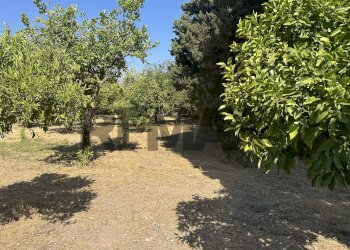 Giardino - Agricultural land via elsa morante
94, Avola - photo 9