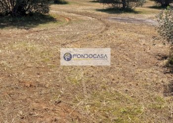 Foto 5 - Terreno agricolo Sanarica - foto 5