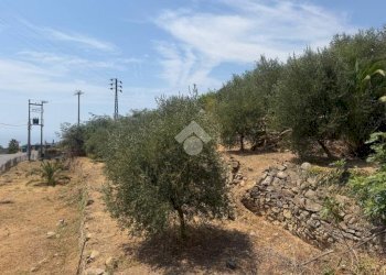 Terreno agricolo Str. delle Margherite, Bordighera - foto 7