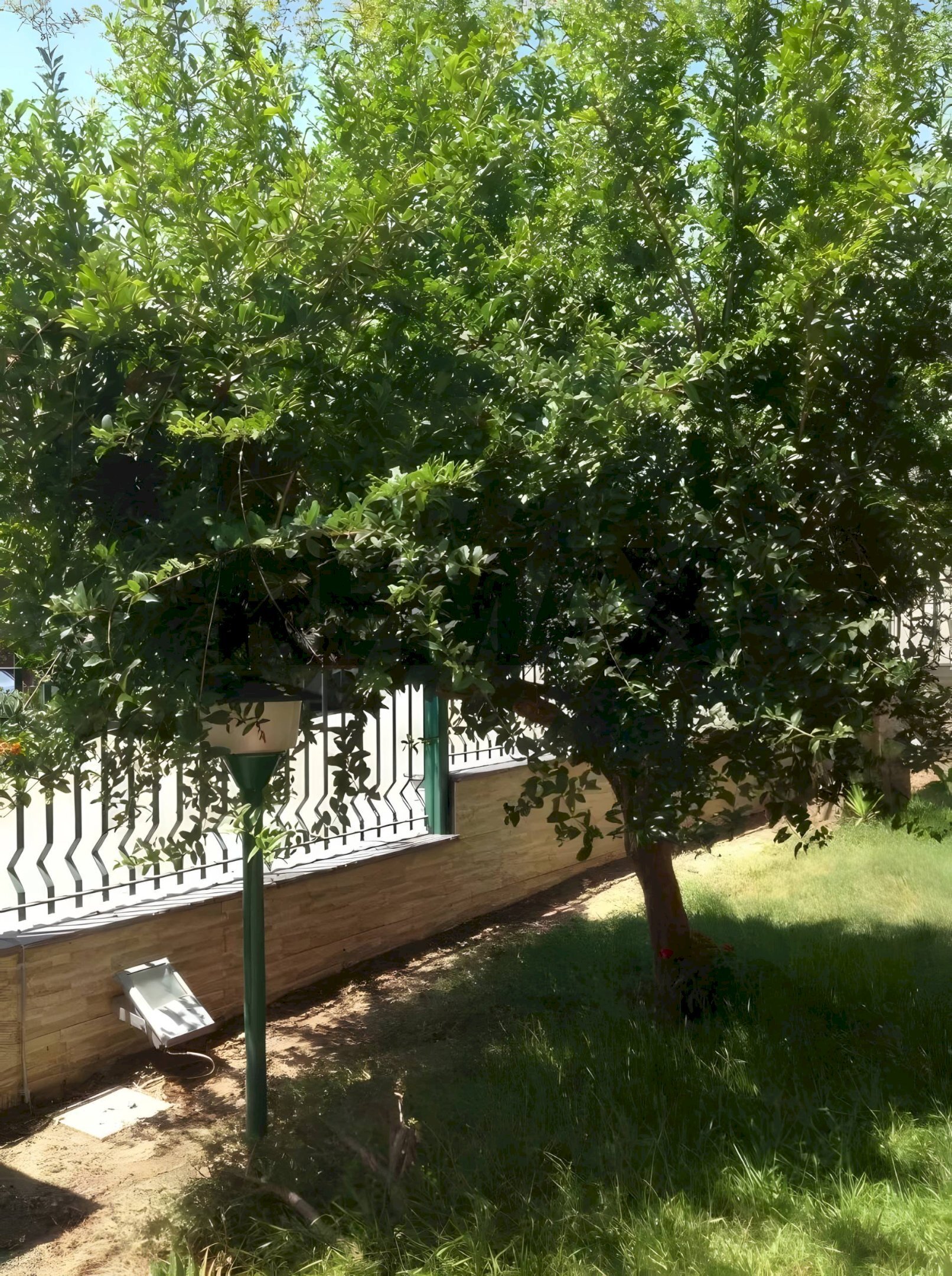 Giardino - Semi-detached house Via Beatrice Di Tenda
10, Valverde - photo 3