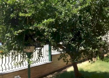 Giardino - Semi-detached house Via Beatrice Di Tenda
 
10, Valverde - photo 3