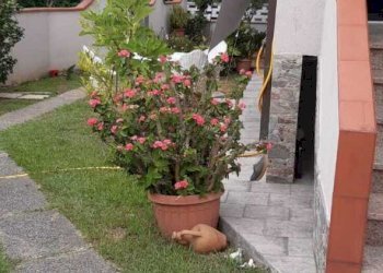 9c7d6f0d-727b-4fa2-9c8e-ea7e8da5c55e - Casa semi indipendente Via Dogana 23, Luni - foto 29