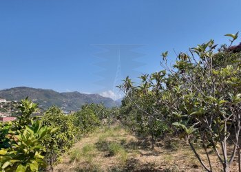 DJI_20260626162114_0008_D - Agricultural land Corso Limone Piemonte, Ventimiglia - photo 7
