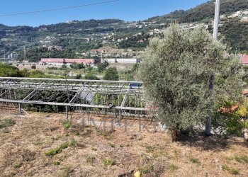 DJI_20260626162448_0020_D - Agricultural land Corso Limone Piemonte, Ventimiglia - photo 19
