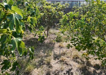 DJI_20260626162507_0024_D - Agricultural land Corso Limone Piemonte, Ventimiglia - photo 23