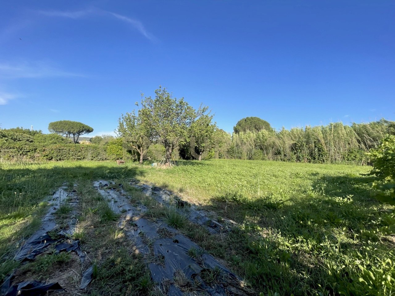 IMG_7782 - Agricultural land Via di Cameretta, Orbetello - photo 1