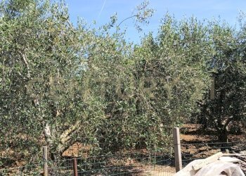 IMG20260612112053 - Casale SR74 148, Orbetello - photo 15
