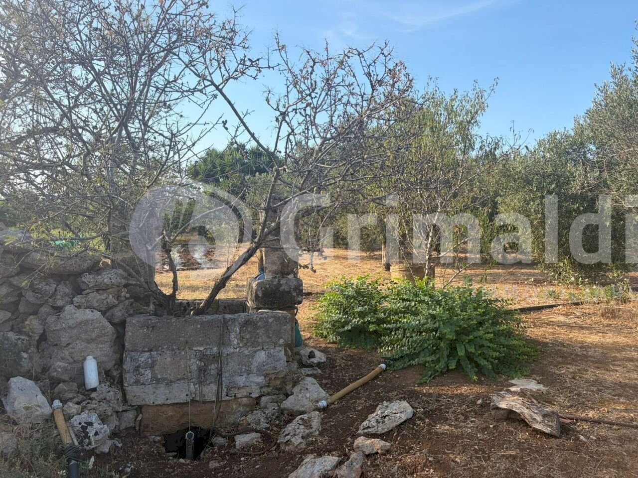 àò_risultato - Terreno agricolo Contrada Coline, Alezio - foto 1