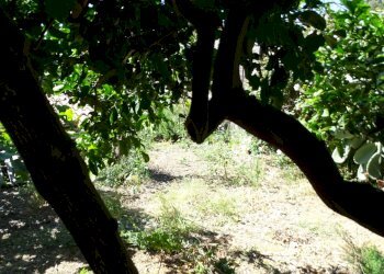 Esterno - Villa Via delle Albicocche 17, Catania - foto 17