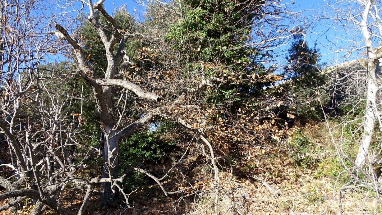 DSC01206 (FILEminimizer).JPG - Terreno agricolo SP158, Biancavilla - foto 2