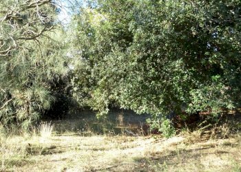 DSC01214 (FILEminimizer).JPG - Terreno agricolo SP158, Biancavilla - foto 10