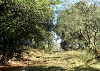 DSC01216 (FILEminimizer).JPG - Terreno agricolo SP158, Biancavilla - foto 12