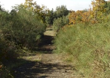 DSC01218 (FILEminimizer).JPG - Terreno agricolo SP158, Biancavilla - foto 14