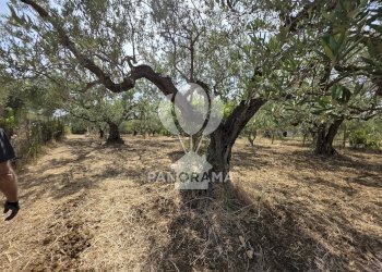 Building land Strada Provinciale, Partinico - photo 4