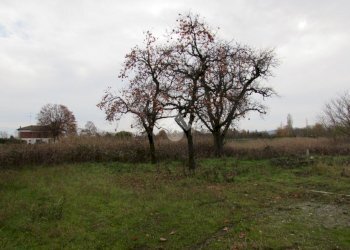 Terreno agricolo Via Barozzi Jacopo, San Cesario sul Panaro - foto 5