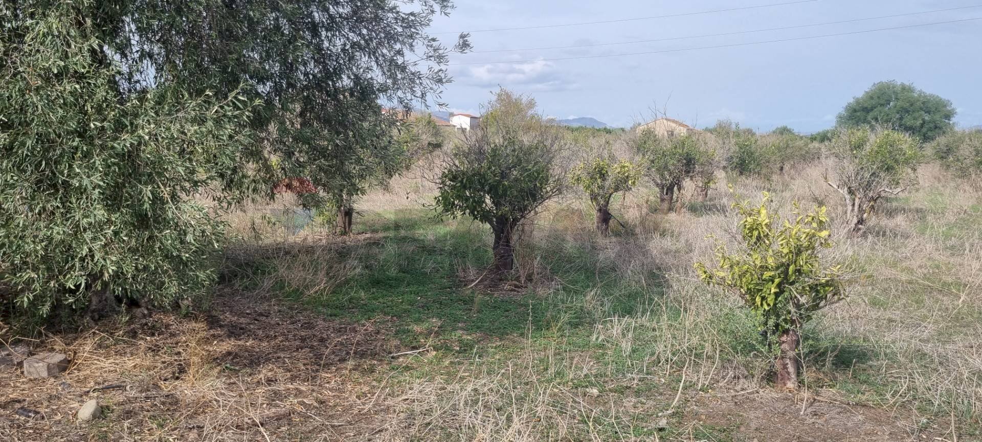 Giardino - Terreno agricolo Contrada Gerbini
snc, Paterno - foto 3