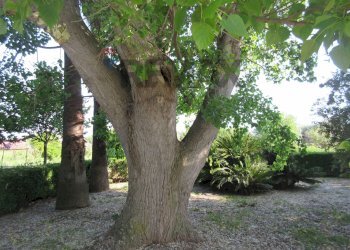 Giardino - Villa via delle Zagare
 
s.n.c., Augusta - foto 36