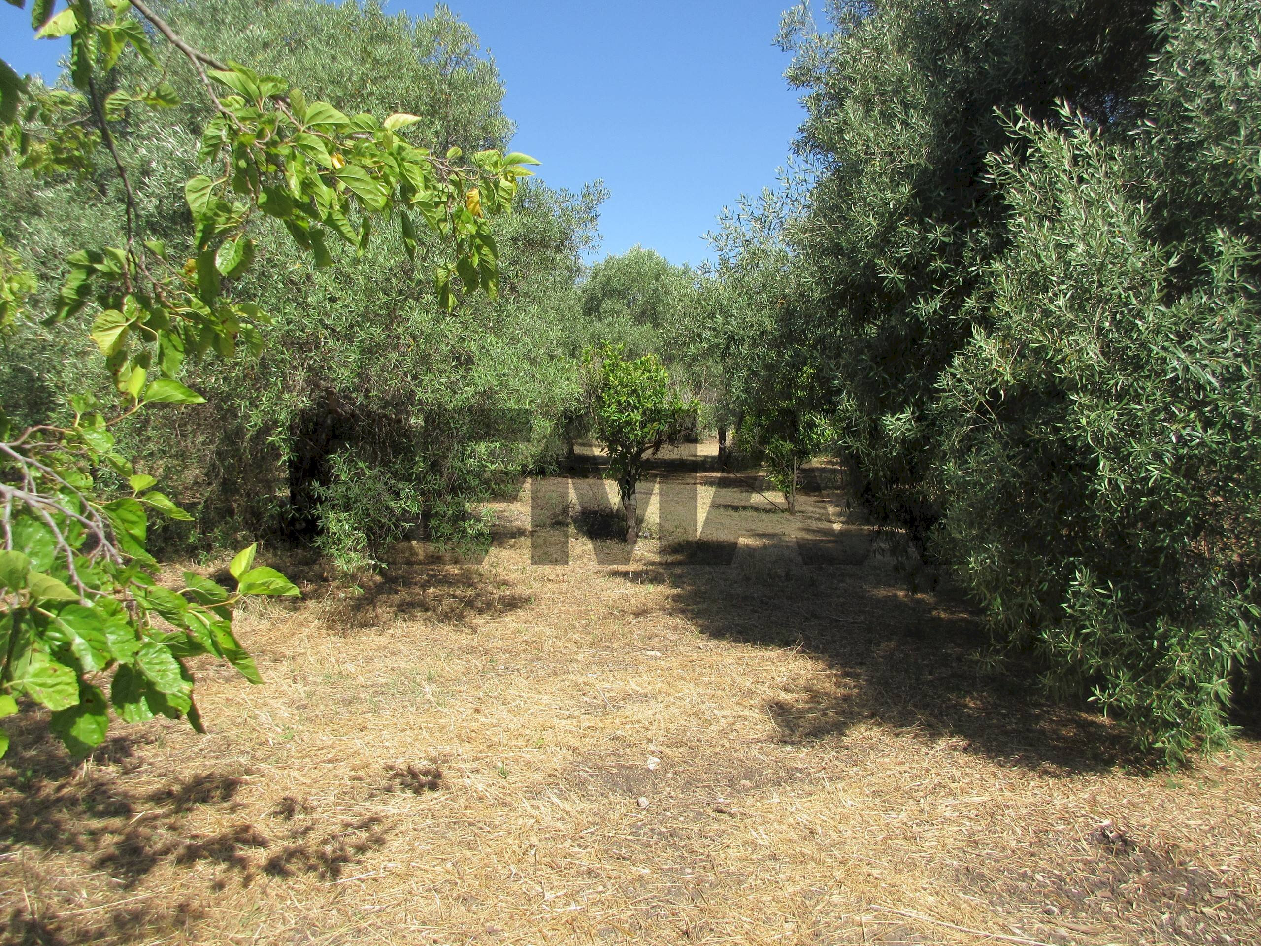 Giardino - Terreno agricolo via salafia
 
s.n.c., Melilli - foto 1