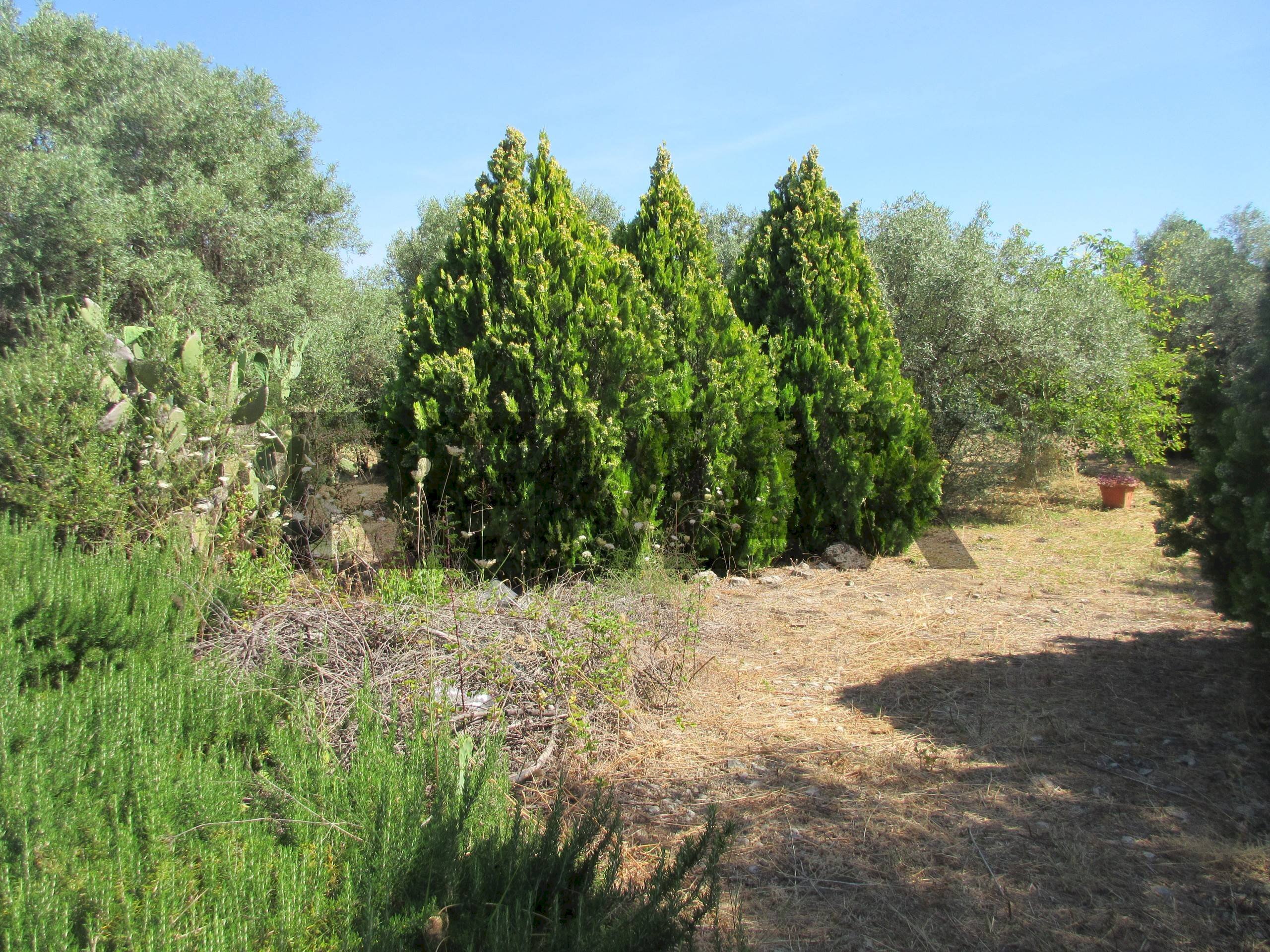 Giardino - Terreno agricolo via salafia
s.n.c., Melilli - foto 2