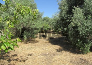 Giardino - Terreno agricolo via salafia
 
s.n.c., Melilli - foto 1