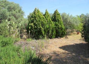 Giardino - Terreno agricolo via salafia
 
s.n.c., Melilli - foto 2