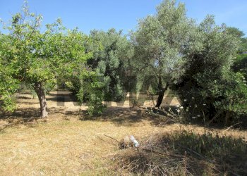 Giardino - Terreno agricolo via salafia
 
s.n.c., Melilli - foto 15