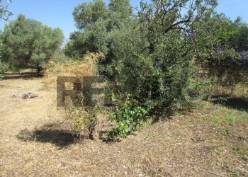 Giardino - Terreno agricolo via salafia
 
s.n.c., Melilli - foto 18