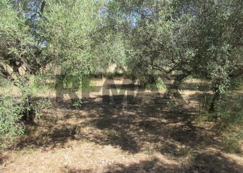 Giardino - Terreno agricolo via salafia
 
s.n.c., Melilli - foto 21
