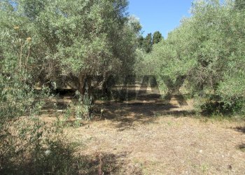 Giardino - Terreno agricolo via salafia
 
s.n.c., Melilli - foto 22