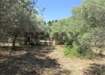 Giardino - Terreno agricolo via salafia
 
s.n.c., Melilli - foto 23