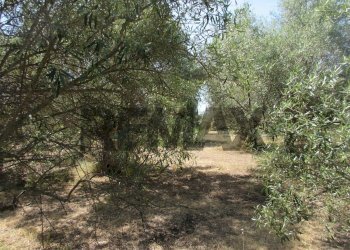 Giardino - Terreno agricolo via salafia
 
s.n.c., Melilli - foto 25