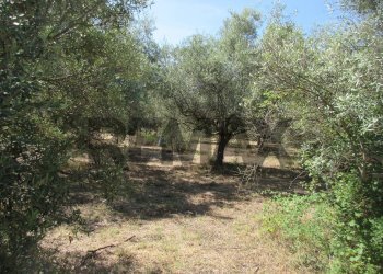 Giardino - Terreno agricolo via salafia
 
s.n.c., Melilli - foto 27