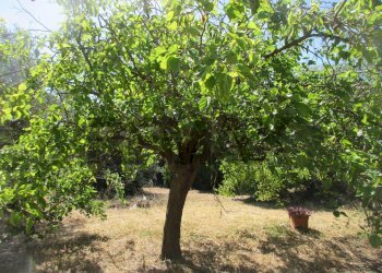 Giardino - Terreno agricolo via salafia
 
s.n.c., Melilli - foto 34
