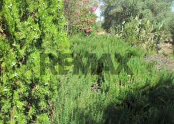 Giardino - Terreno agricolo via salafia
 
s.n.c., Melilli - foto 43