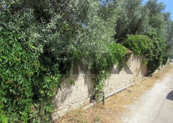 Giardino - Terreno agricolo via salafia
 
s.n.c., Melilli - foto 55
