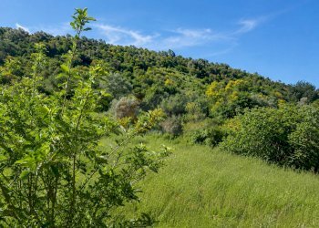 Foto 4 - Terreno agricolo LOC. MURAGATTA
 
SNC, Codrongianos - foto 4