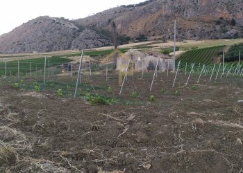 Foto 7 - Magazzino Contrada Ciacca Di Baida
SNC, Castellammare del Golfo - foto 7