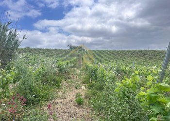 Foto 32 - Magazzino Contrada Ciacca Di Baida
SNC, Castellammare del Golfo - foto 32