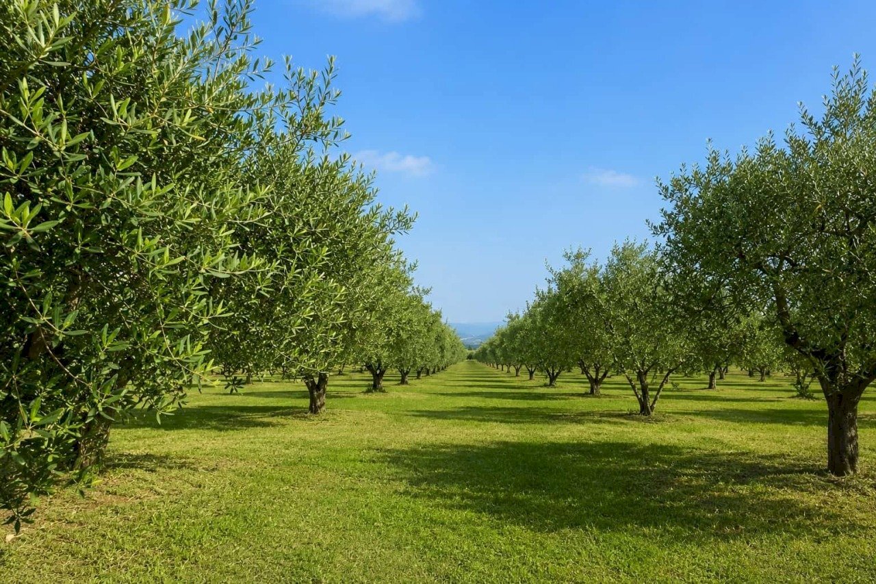 4b9f30c2-7e5d-4b3a-996f-3df410aa7605 - Agricultural land Partinico - photo 1