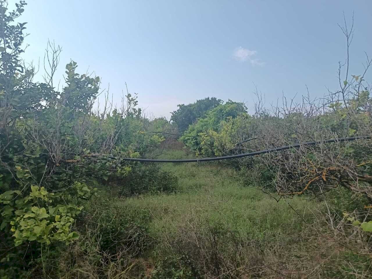90f434c9-5547-46af-8942-3b7b842ac359 - Agricultural land Partinico - photo 3