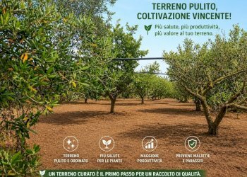 9df7c636-7595-41a7-a008-be29f74a3936 - Terreno agricolo Partinico - foto 2