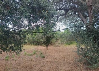 396ec6d1-729e-4915-998b-b4c1712c8fed - Terreno agricolo Partinico - foto 4