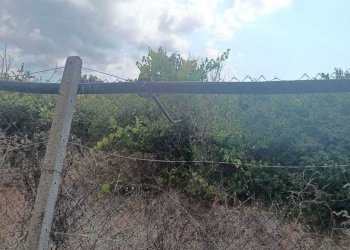 4339be63-65fb-43b6-88af-067c7a129a81 - Terreno agricolo Partinico - foto 6