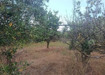 7928e8a1-86a6-4b4b-a388-a4c7b0492a3a - Terreno agricolo Partinico - foto 7
