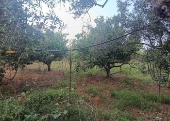 7614524f-43e8-4160-bb6d-29a05b545538 - Terreno agricolo Partinico - foto 9