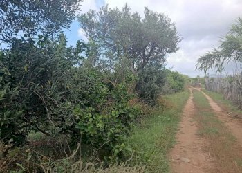 c4c86ec7-ef3b-423d-be95-30dbce10337c - Terreno agricolo Partinico - foto 10