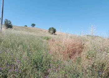 Foto 4 - Agricultural land Sant'Omero - photo 4