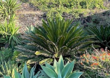 Giardino - Villa C.da Bugeber Campobello
 
snc, Pantelleria - foto 11
