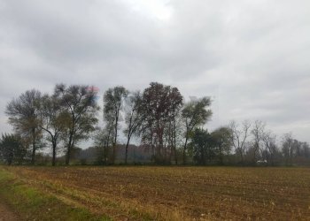 Giardino - Terreno agricolo Via provinciale 185
sn, Caravaggio - foto 7